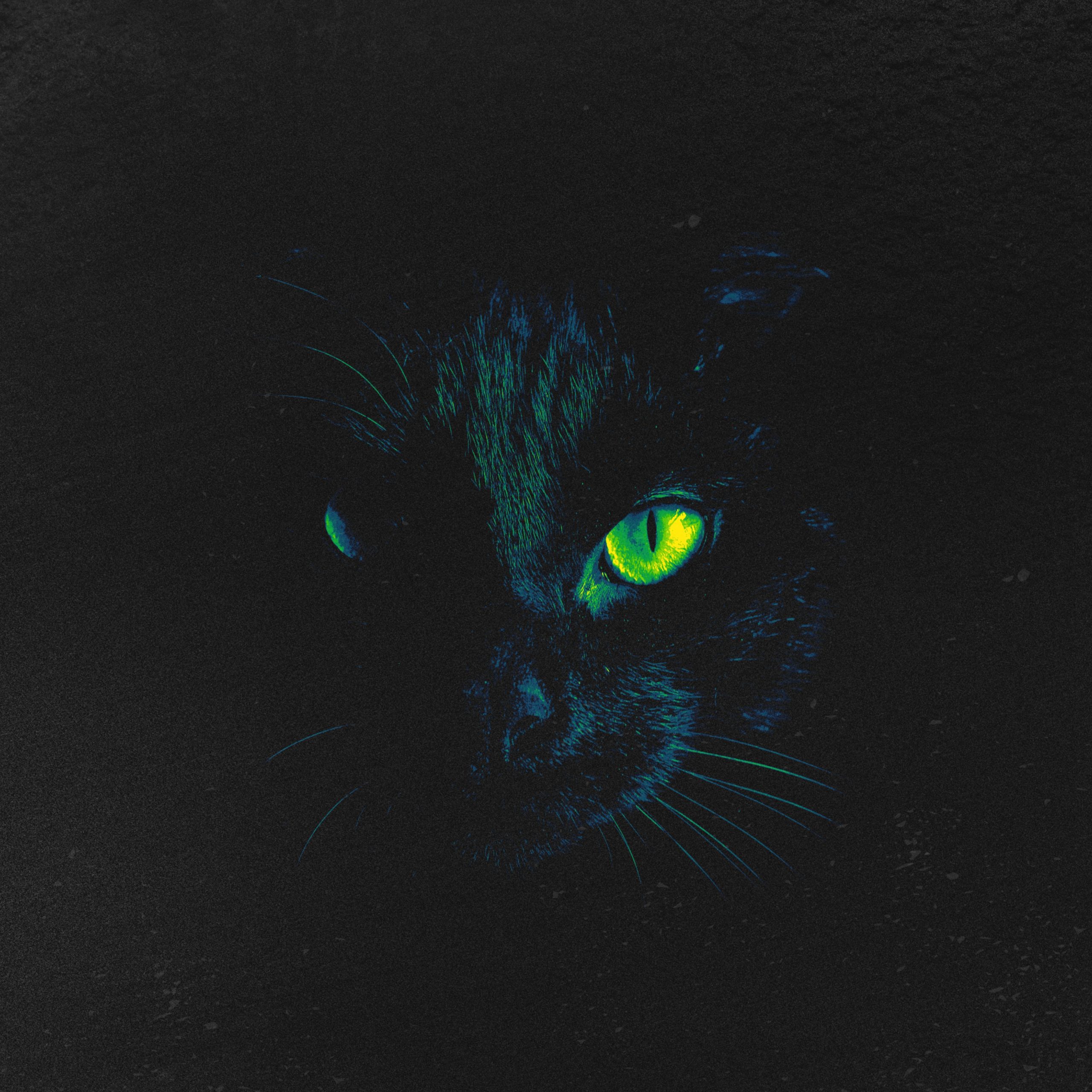 Featured image for Two Black Cats Lyric Video