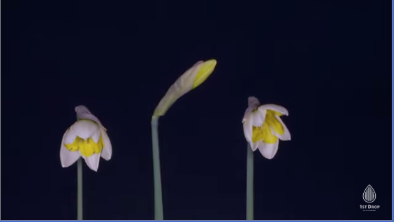 Featured image for Regrowth Music Video