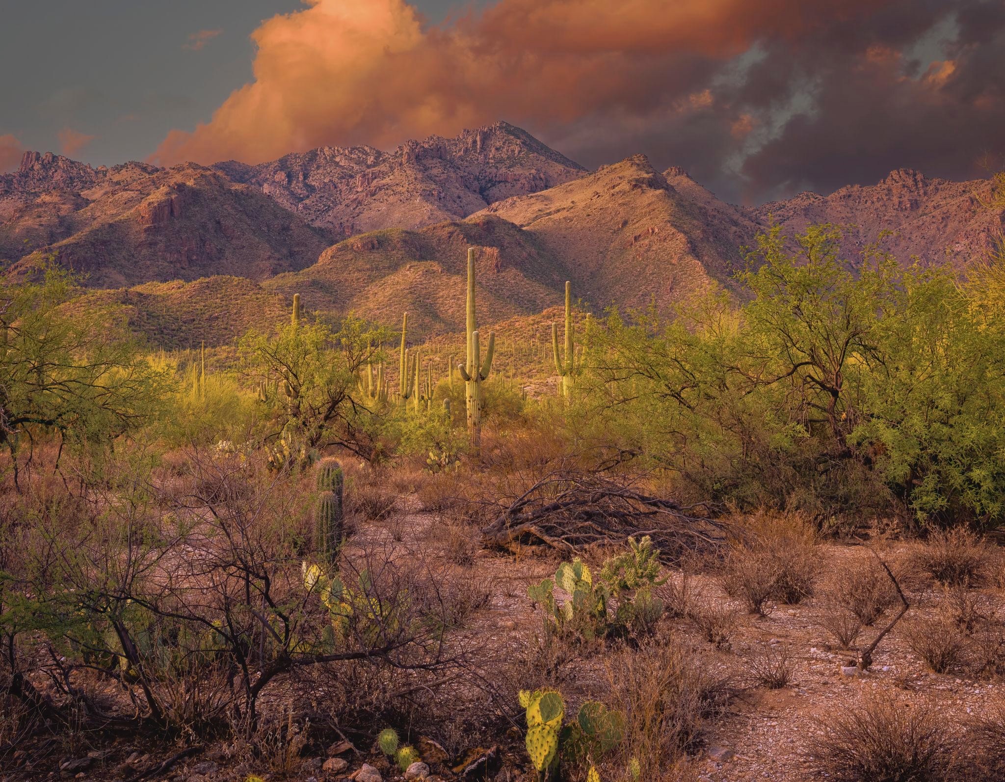 Featured image for 🌵 Southwest Soul